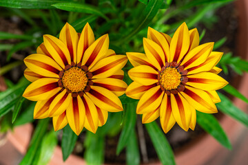 ガザニアの花　春のイメージ