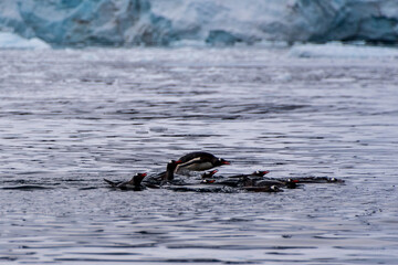 Telephoto of a group of Gentoo Penguins -Pygoscelis papua- jumping and swimming among the Antarctic sea ice. Antarctic Peninsula.