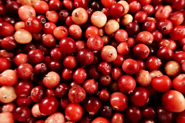 Freshly harvested wild cranberries in different shades of red and yellow