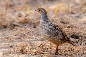 The grey francolin is a species of francolin found in the plains and drier parts of the Indian...