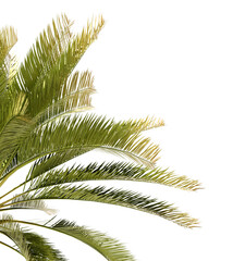 Isolated Highly Detailed Daylight Palm Leaves Leaf Closeup Standing On Shade Graphic Cutout Tall Realistic Cutout On Transparent Background 3D Rendering