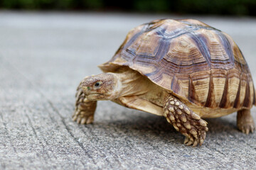 African Sulcata Tortoise Natural Habitat,Close up African spurred tortoise resting in the garden, Slow life ,Africa spurred tortoise sunbathe on ground with his protective shell ,Beautiful Tortoise