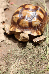 African Sulcata Tortoise Natural Habitat,Close up African spurred tortoise resting in the garden, Slow life ,Africa spurred tortoise sunbathe on ground with his protective shell ,Beautiful Tortoise