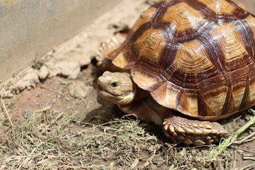 African Sulcata Tortoise Natural Habitat,Close up African spurred tortoise resting in the garden, Slow life ,Africa spurred tortoise sunbathe on ground with his protective shell ,Beautiful Tortoise