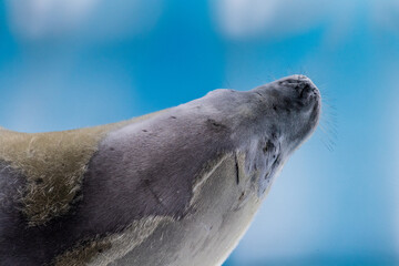 Fototapeta premium Close-up of a crabeater seal -Lobodon carcinophaga- resting on a small iceberg near the fish islands on the Antarctic peninsula