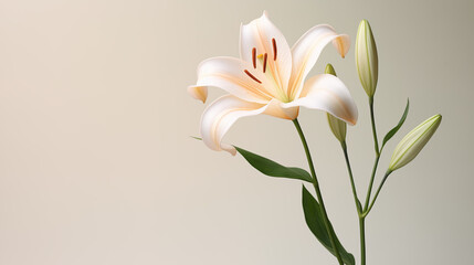 Fototapeta premium Close-up of yellow orange lily flower and bud against a neutral background, colorful art of ikebana