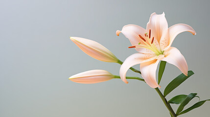 Close-up of yellow orange lily flower and bud against a neutral background, colorful art of ikebana