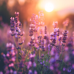 Obraz premium Lavender Field at Sunset with Warm Glowing Light