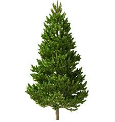 Isolated Highly Detailed Daylight Tree Green Leaves Detailed Stem Standing On Shade Graphic Cutout Tall Realistic Cutout On Transparent Background 3D Rendering