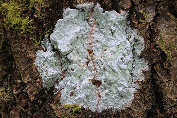 Phlyctis argena, known as whitewash lichen, growing on bark of common aspen in Finland