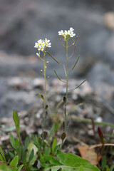 Arabidopsis suecica, commonly known as Swedish Cress or Swedish thale-cress, wild spring flower from Finland