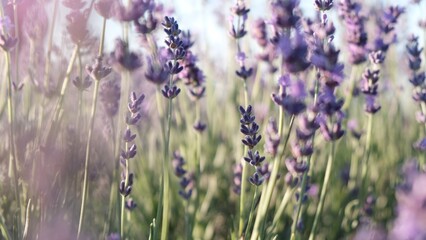 Flowering fragrant lavender in the fields swaying in the breeze. Selective focus on flowers.