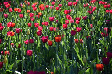 Tulips in the garden, Montréal, Québec, Canada