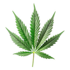 Cannabis Isolated on a Transparent Background..