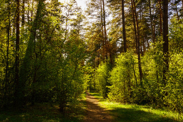 Sunbeams streaming through the pine trees and illuminating the young green foliage on the bushes in the pine forest in spring.