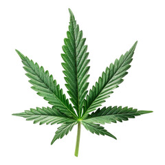 Cannabis Isolated on a Transparent Background..