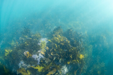 Kelp seaweed on the ocean floor.