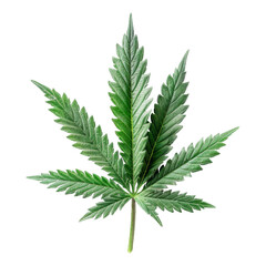 Cannabis Isolated on a Transparent Background..