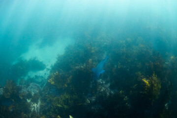 Blue grouper swimming around kelp seaweed.