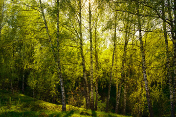 Sunset or sunrise in a spring birch forest with bright young foliage glowing in the rays of the sun and shadows.