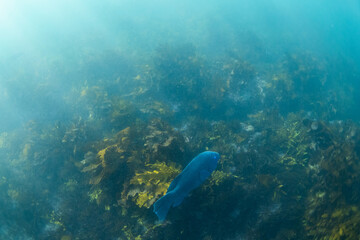 Blue grouper swimming around kelp seaweed.