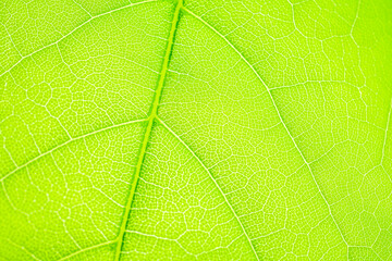 Macro shot of a leaf. Foliage nature background.