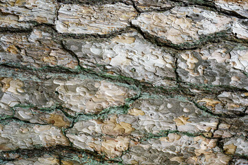 Close-up texture of gray pine treebark. Absract nature background.