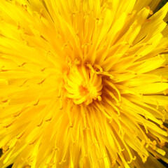 Yellow dandelion close-up. Natural background.