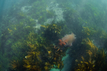 A giant cuttlefish swimming around the kelp seaweed.
