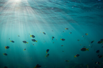 Fish swimming in the clear blue ocean.