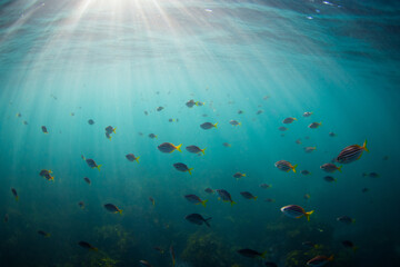 Obraz premium Beautiful school of fish view on blue ocean.