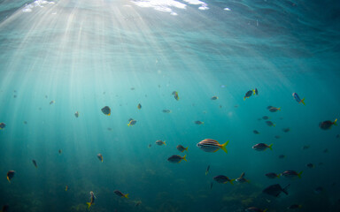 Fototapeta premium Beautiful school of fish view on blue ocean.
