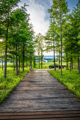 Serene Woodland Park Boardwalk