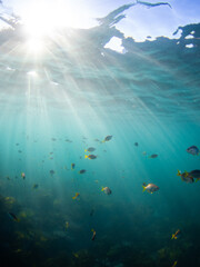 Group of fish swimming under beautiful sunlight in the ocean.