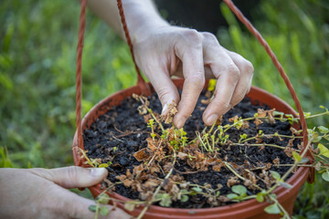 A person delicately cradles a vibrant potted plant in their hands, showcasing a harmonious...