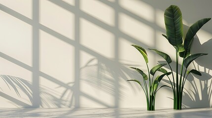 A pristine white wall background adorned with the shadow of bird of paradise leaves, creating a minimalist and symmetrical arrangement.