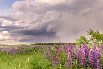 A field of purple lupines stretches out under a dramatic spring sky. The clouds are dark and foreboding, but the flowers are vibrant and beautiful.