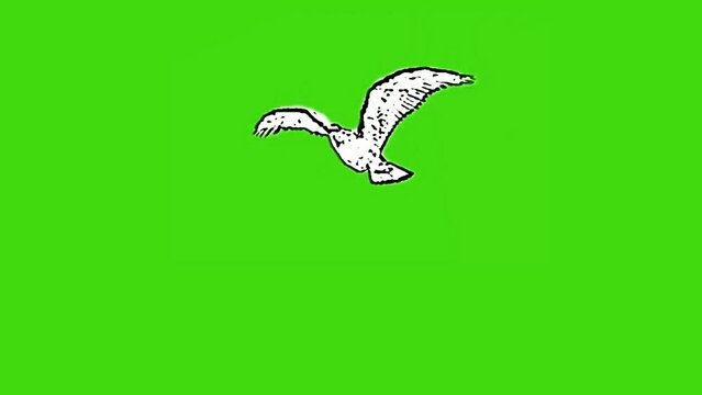bird flying, vector bird flying, vector pigeon, vector seagull, flying bird, green screen, chroma key