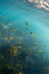 Naklejka premium School of yellow fish in the blue ocean.