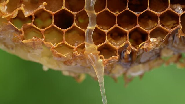 Honey flowing on the surface honeycombs. Closeup of a honeycomb with honey. Background texture and pattern of a section of wax honeycomb from a bee hive filled with honey