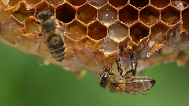 Working bee on honeycomb, close up. Colony of bees in apiary. Beekeeping in countryside. Macro shot with in a hive in a honeycomb, wax cells with honey and pollen. Honey in combs