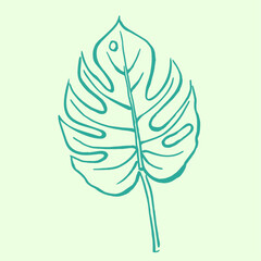  Monstera ,green leaves , hand  drawn illustration of plants, greenery , tropical exotic leaf for Hawaii style wallpaper, floral elements, botanical 