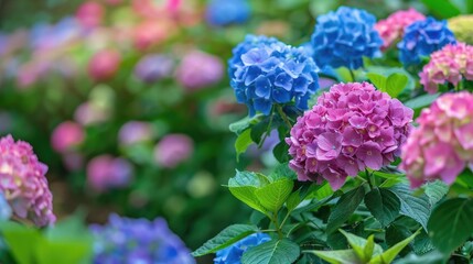 Fototapeta premium Colorful Hydrangea Garden in Full Bloom