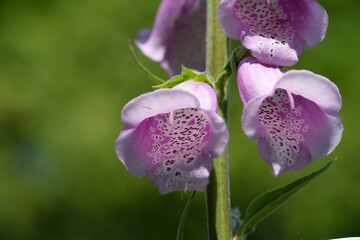 Close-up of purple flowers of Digitalis