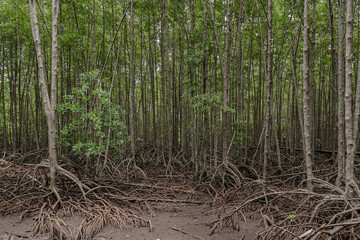 Beautiful green mangroves or tropical forest in Thailand.