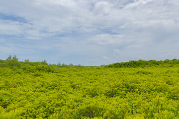 Beautiful green mangrove forest and blue sky at Thung Prong Thong, Rayong, Thailand.