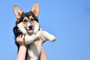 A girl holds a Pembroke Welsh Corgi dog in her hands. Looking at the viewer. Portrait against a background of bright blue sky.  Copyspace