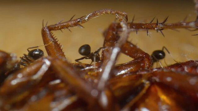 Ants crawling, feeding on the body of a dead insect. Macro, close up. Creepy insects, terrifying bug scene