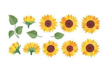 ひまわりの花の水彩画風イラスト　白背景の切り抜き