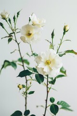 Fototapeta premium flower Photography, Cherokee Rose, copy space on right, Isolated on white Background